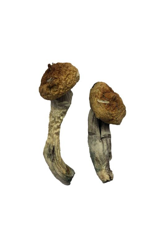 Amazonian Magic Mushrooms Online