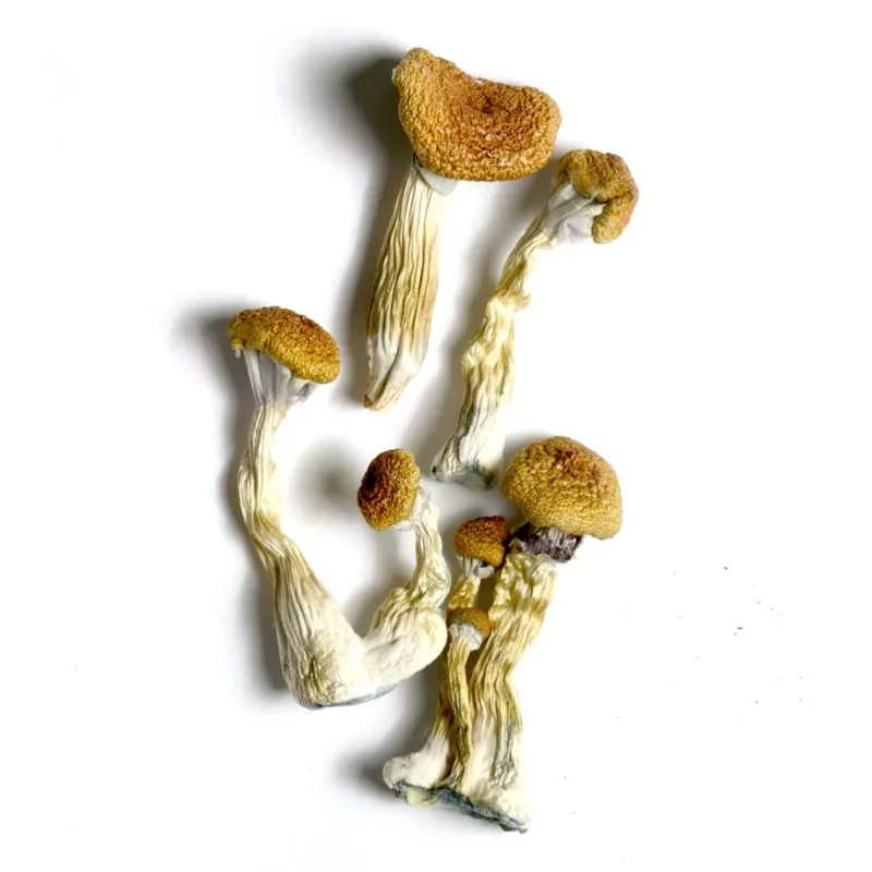 BUY DRIED PSILOCYBIN MUSHROOMS ONLINE 