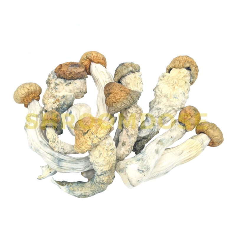 BUY MAGIC MUSHROOM ONLINE USA