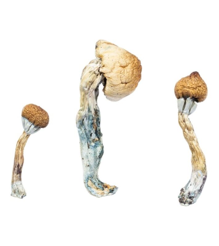 Magic mushrooms are usually among the safest recreational drugs, and most users have no lasting side effects from the psychedelics.