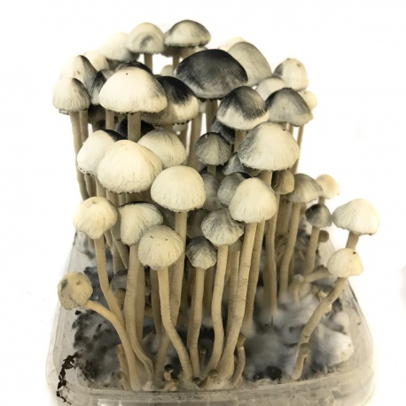 hawaiian magic mushrooms