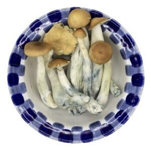 Blue Goba Magic Mushroom