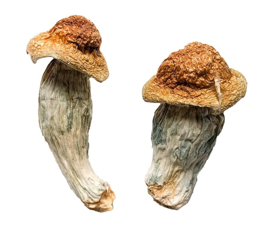 BUY PSILOCYBIN MUSHROOMS MELBOURNE AUSTRALIA 