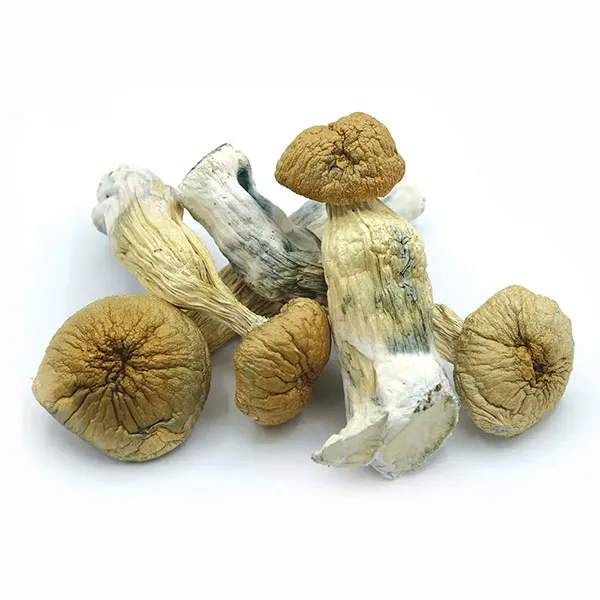 BUY GOLDEN TEACHER MUSHROOM ONLINE MELBOURNE