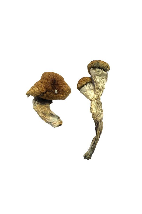 Amazonian Magic Mushrooms Online