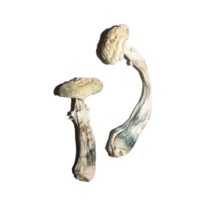 Albino A+ Mushrooms