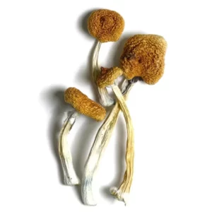 B+ magic Mushrooms For Sale Australia