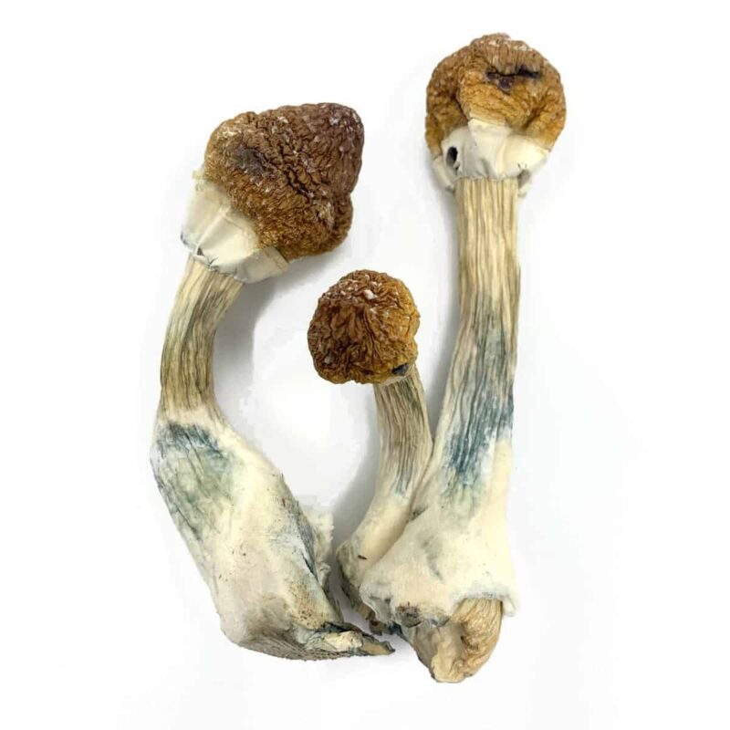 BUY DRIED PSILOCYBIN MUSHROOMS ONLINE 