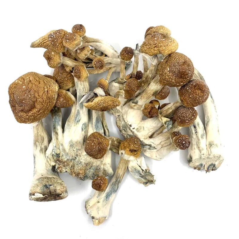 Golden Teacher Mushrooms Australia
