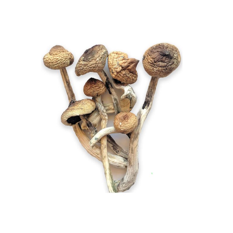 BUY MUSHROOMS ONLINE QUEENSLAND  