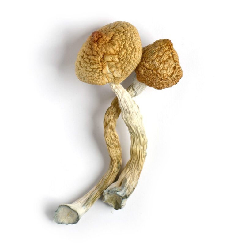 Magic mushrooms are usually among the safest recreational drugs, and most users have no lasting side effects from the psychedelics.