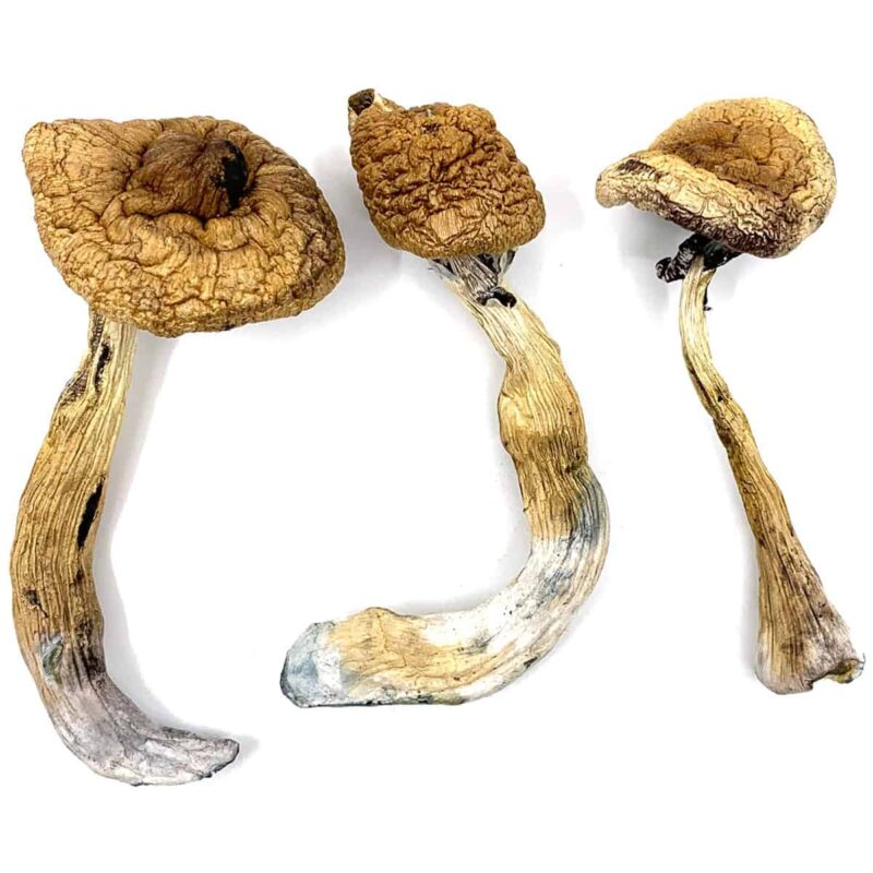 BUY MAGIC MUSHROOMS ONLINE SYDNEY