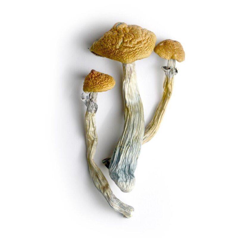 Lyophilized Goldmember Magic Mushrooms