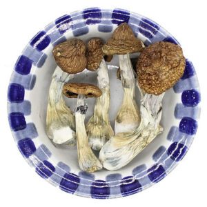 Blue Goba Magic Mushroom