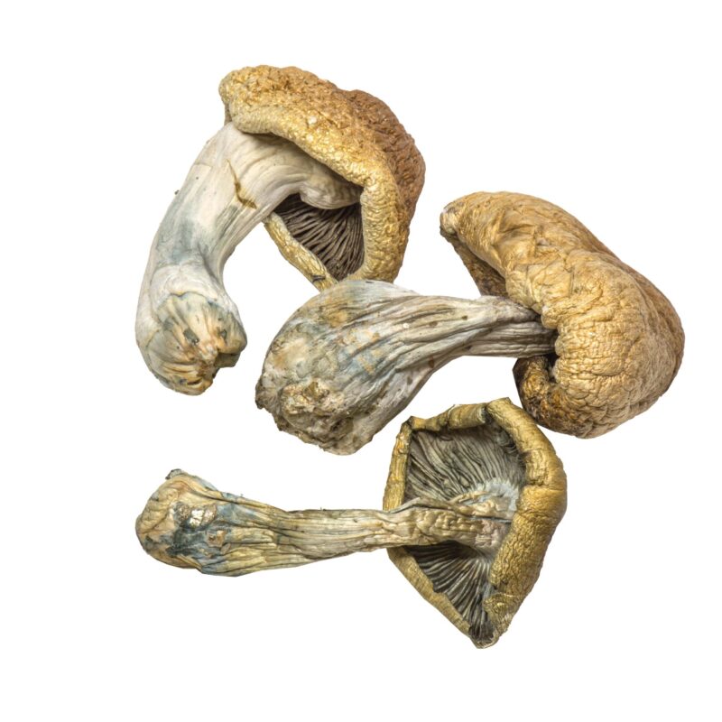 PSILOCYBIN MUSHROOMS FOR SALE ONLINE​