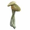 buy azurescens mushrooms Sydney