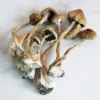 Buy African Transkei Mushrooms Online Australia