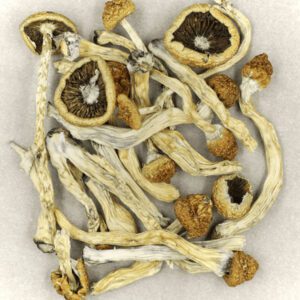 texas yellow caps mushrooms australia online store