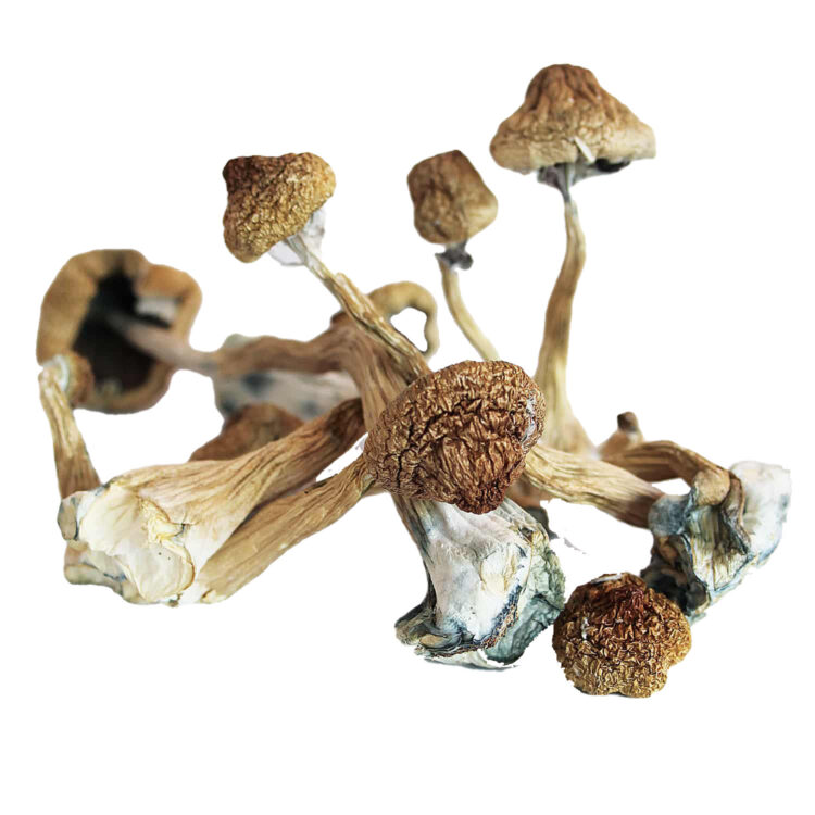 Blue Foot Mushroom For Sale Online Australia