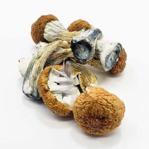 Buy Blue Foot Mushroom for sale online Australia