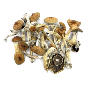 PSILOCYBIN MUSHROOMS SPORES FOR SALE​