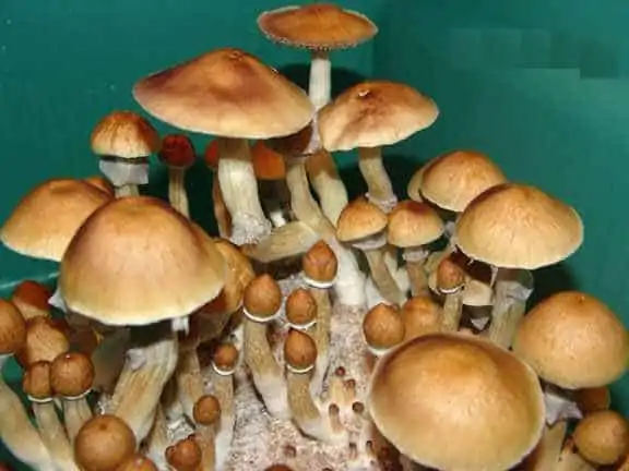 Magic Mushrooms Cambodian