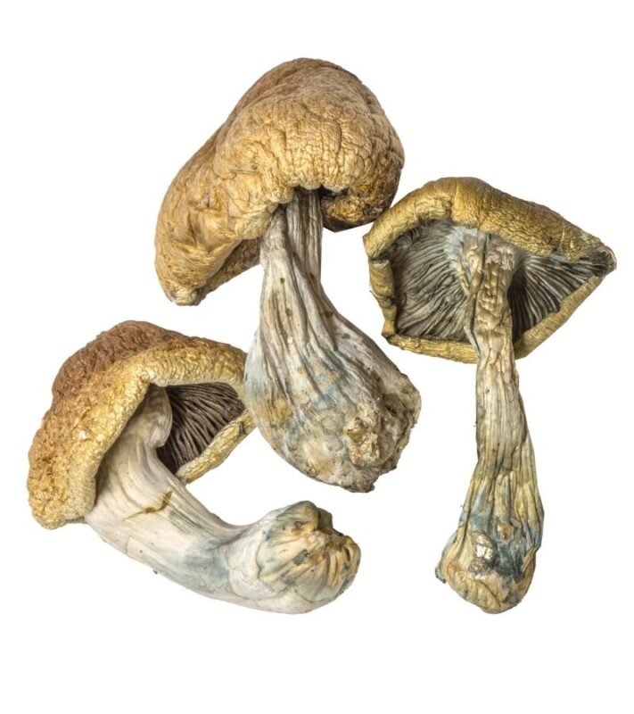 Where To Buy Cambodian Magic Mushrooms online Australia