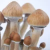 Buy Cambodian Mushroom Australia