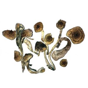 Mazatapec Magic Mushroom