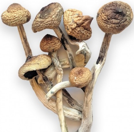 Buy Ecuadorian Magic Mushrooms