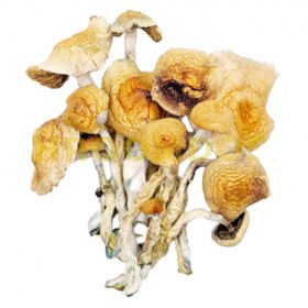 BUY PSILOCYBIN MUSHROOM ONLINE SDYNEY