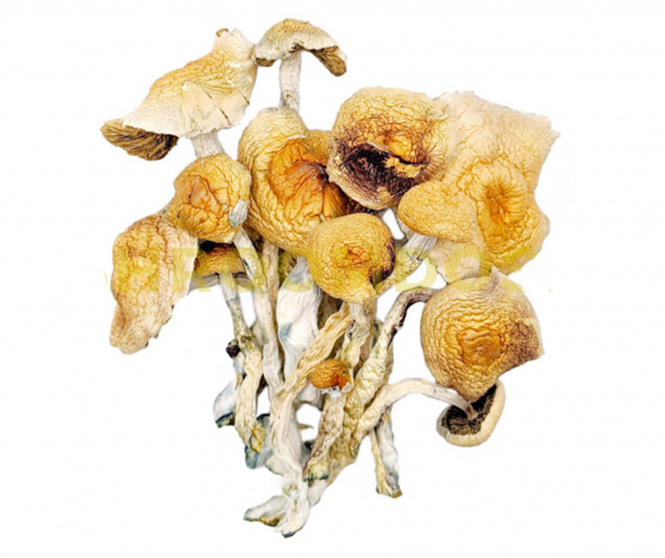 BUY PSILOCYBIN MUSHROOM ONLINE SDYNEY