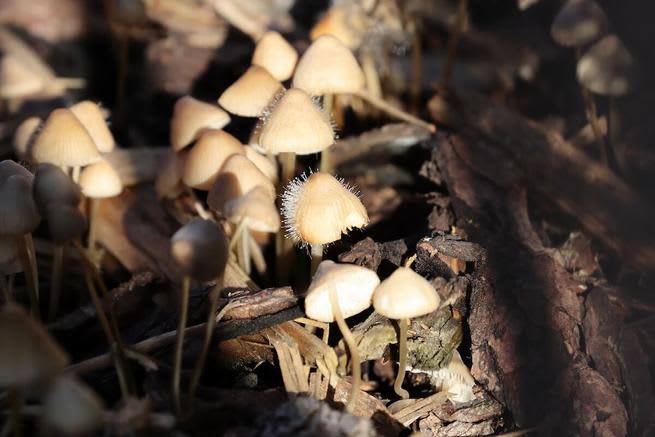 Liberty cap mushrooms on the ground
