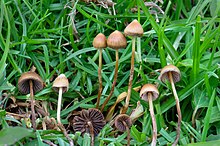 Psilocybin Mushroom For Sale Online Australia 
