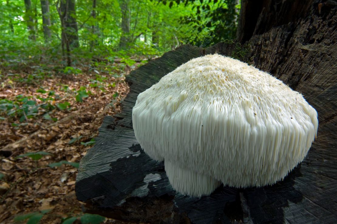 The mycelium, or rootlike structure, of Lion's mane mushroom is part of the "Stamets Stack."