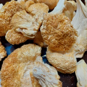 Buy Lion`s Mane Mushroom