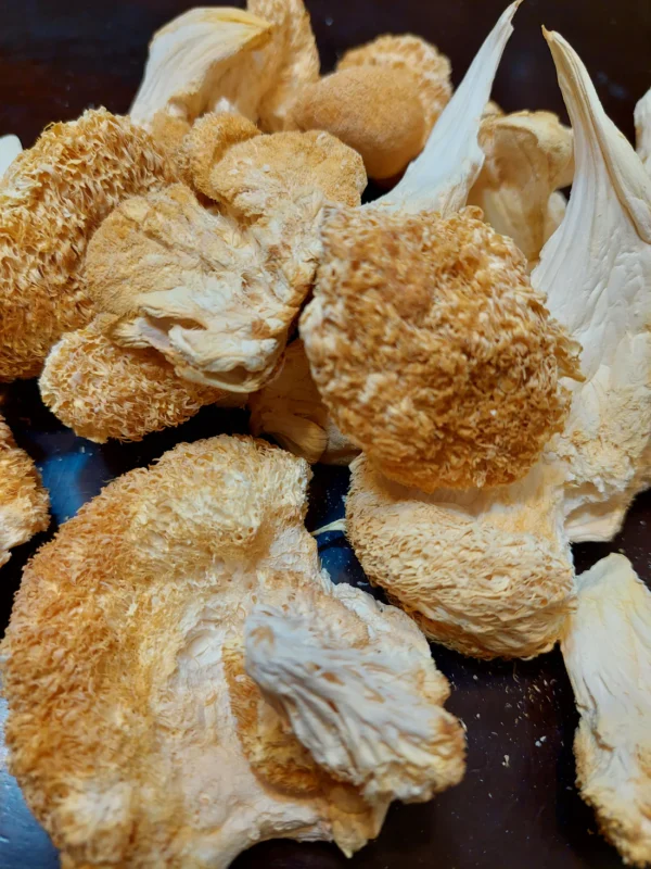 Buy Lion`s Mane Mushroom
